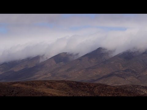 how to harvest fresh dates