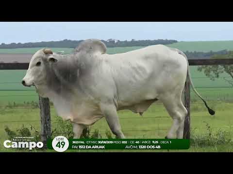 1 De Olho na Fazenda SELEO DO CAMPO