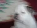 Bulldog Inglés video