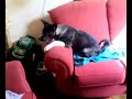 tyson being a bully