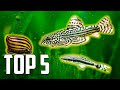 Best Algae Eater Fish For Planted Aquarium