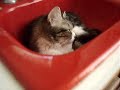 my cats 5