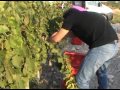 Axial Vinos - Harvest in Campo de Borja 2012
