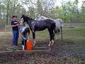 Jazz just loves taking a bath. As soon as she hears the water come on she comes straight over. Her mom also loves water.