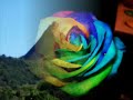 Daniel e Samuel - Voc� � especial