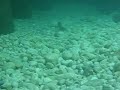 posnetek soške postrvi