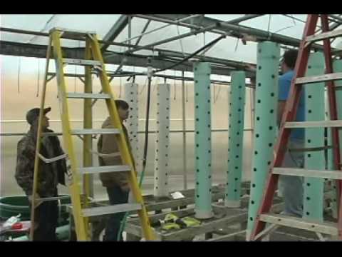 how to grow strawberries in tn