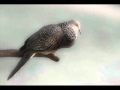 TERKUKUR (COMPETITION WINNER!!) BURUNG **BIRD SONG**