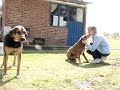 Choco, Duquesa y Michas Choco, Duquesa y Michas