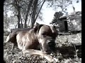 Animal Abuse