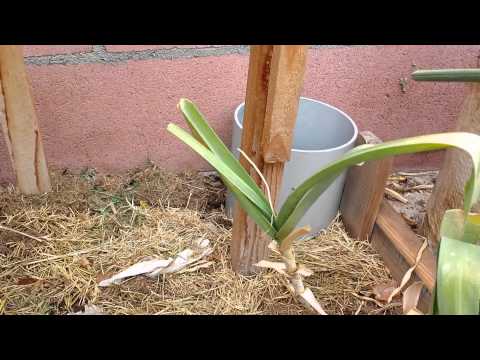 how to tell if garlic is ready to harvest