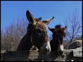 visite du chateau de crussol (saint p�ray ard�che france, 5 avril 2008)
histoire du ch�teau :
936
1�re mention sur le ch�teau dans le cartulaire de st chaffe du monestier
invasion normandes
1210
agn�s, h�riti�re de crussol �pouse giraud bastet
philippe ii auguste
1264
mort de giraud bastet, jean de crussol lui succ�de il habitait au ch�teau de charmes
saint louis
1300
le vivarais est rattach� � la france
charles ii le bel
1304
jean bastet entre dans l'arm�e royale
1350
guillaume de crussol obtient le titre de baron
jean le bon
1486
mariage de jacques de crussol avec simone d'uz�s. il devient gouverneur du dauphin�, s�n�chal de baucaire. il participe � la guerre d'italie avec charles viii et louis xii. crussol est un vicomt�.
1556
crussol devient un comt�
henri ii
1562
antoine de crussol se retire dans son ch�teau de charmes
charles ix
1565
avec uz�s, crussol devient un duch�
1572
le titre devient duch� pairie, les seigneurs de crussol n'habitent plus � crussol mais � uz�s
massacre de la
st baeth�l�my
1573
mort d'antoine � la rochelle. jacques de crussol h�rite. il devient un des principaux chefs protestants, les calvinistes s'installent � crussol
1574
le gouverneur de valence, mistral prend d'assaut la forteresse
henri ii
1575
les catholiques incendient la ch�teau
1577
le ch�teau est dirig� par un gentilhomme catholique geys. les protestants en font le si�ge. ils livrent bataille contre le seigneur d'orches, au pied de la montagne. ils sont mis en d�route.
1580
le ch�teau est � nouveau incendi�
1586
mort de jacques de crussol
1621
le ch�teau sert de refuge aux catholiques
1622
les protestants reprennent la forteresse et la d�truisent
1624
le ch�teau n'est plus habitable
louis xiii richelieu
1855
destruction du principal corps de logis c�t� valence, suite � une explosion dans la carri�re au pied de la falaise, le 3 octobre.
napol�on iii
valpard films http://valpardfilms.awardspace.com/