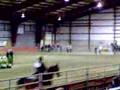 AMERICAN SADDLEBRED-3-gaited pleasure-KISS