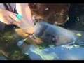 Feeding a baby Manatee
