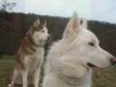 Porträt meiner Siberian Huskys