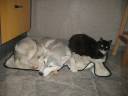 Porträt meiner Siberian Huskys