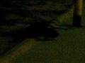 videos de Topo gigante