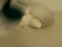 Persian Cat Fairy