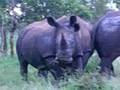 White Rhinos at Hlane National Park Swaziland