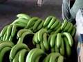 inspeccion de banano puerto bolivar ecuador 1