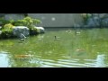 Ducks Ducks