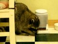 Wild racoons in house