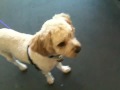 Chewy the cavalier spaniel poodle