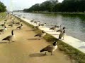 Geese at Reflecting Pool