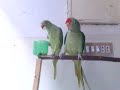 Ringneck Parrot & Alexandrine Parakeet Food Fight