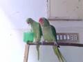 Ringneck Parrot & Alexandrine Parakeet Food Fight