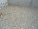 feroz ataque de un perro chihuahua