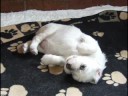 Sissi's puppies 4 weeks old slideshow