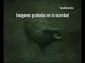 Desembarque de Toros