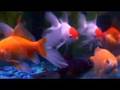 A Mob O' Fancy Goldfish