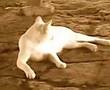 My cat si Puteh..