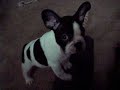French Bulldogs Emmitt\ French Bulldogs Emmitt\