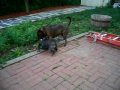 French Bulldog Takes No S**T
