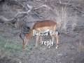 videos de Bowhunt Impala