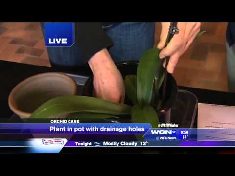 how to care for orchids at home