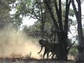new-battle-at-kruger-lion-vs-buffalo-elephant-part-2-.html