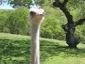 When Ostriches Attack
