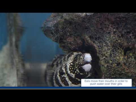 how to care for a snowflake eel