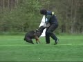 German Shepherd VITO Ja-He defense training.
