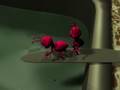 Ants