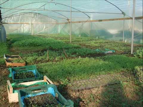 Sere, solarii ,irigatii , greenhouses.