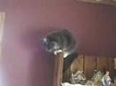 Man Yelling at Cat