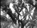 Belo Horizonte - Ficus da Afonso Pena - anos 60