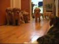 A Pack of Goldens versus a cat