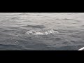 Marlin Fishing Marlin Fishing