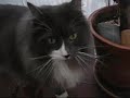 Os Peludinhos Os Peludinhos